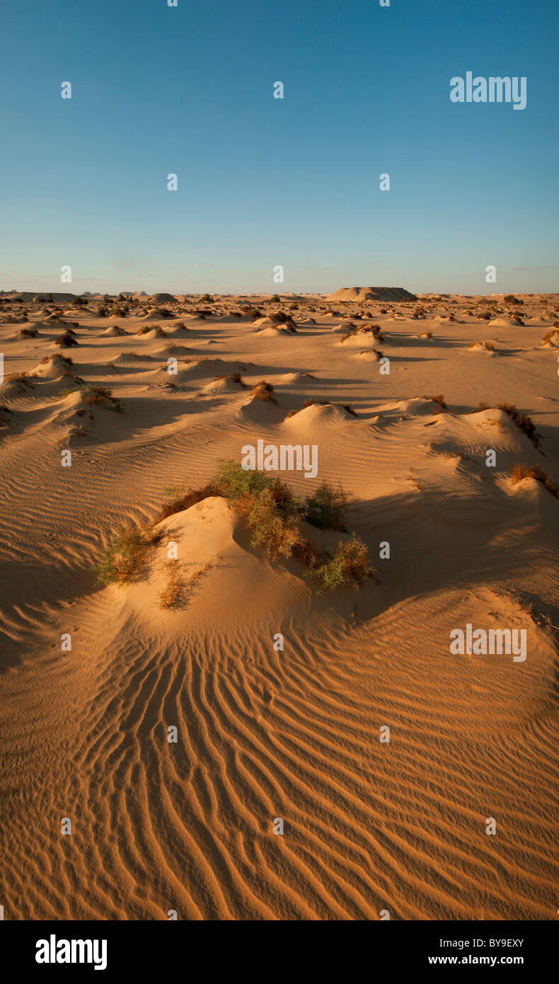 Evening light in the Wadi Hinnis, White Desert National Park, Libyan Desert, Sahara, Egypt, North Africa Stock Photo