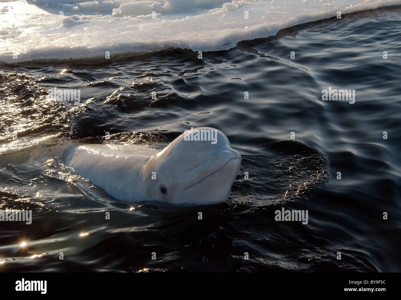 Beluga in ice-hole. White whale (Delphinapterus leucas) Stock Photo