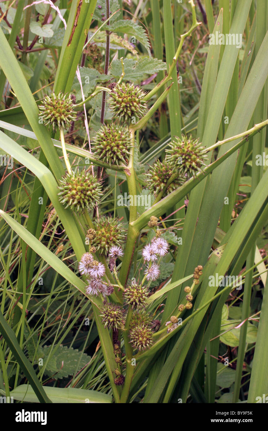 Branched bur-reed (Sparganium erectum : Sparganiaceae), in flower and fruit, UK. Stock Photo