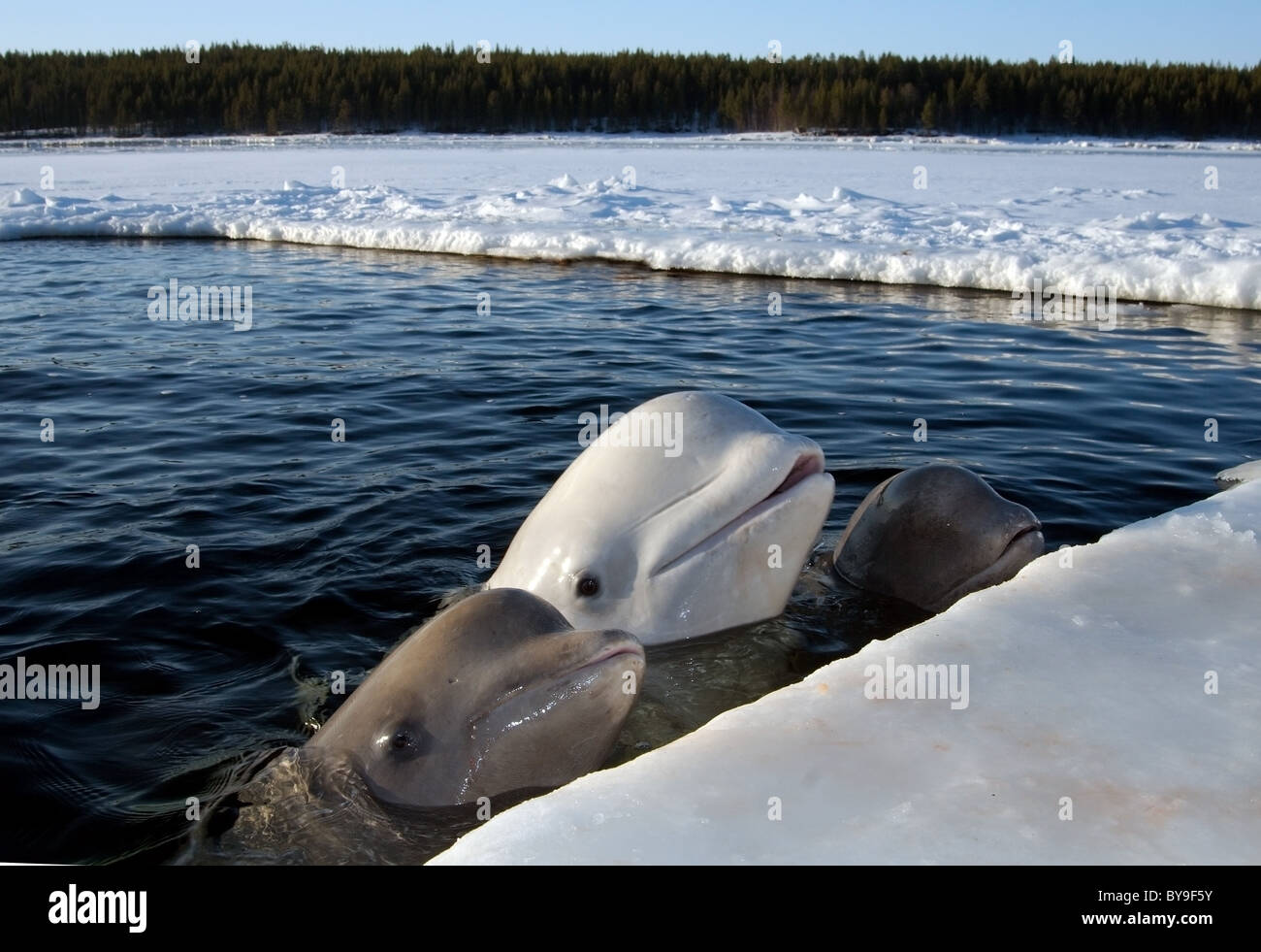 Three Belugas in ice-hole. White whale  (Delphinapterus leucas) White sea, Arctic, Russia Stock Photo