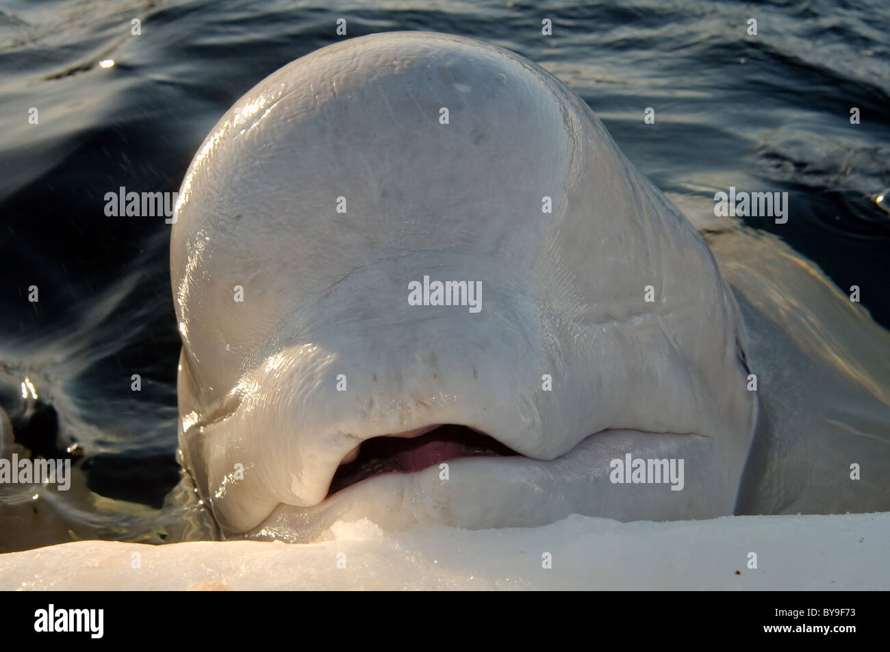 Portreit of the Beluga,  white whale  (Delphinapterus leucas) Stock Photo