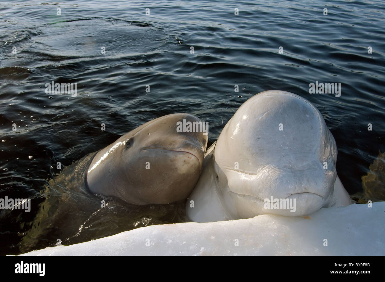 Two Belugas in ice-hole. White whale  (Delphinapterus leucas) in iced sea Stock Photo