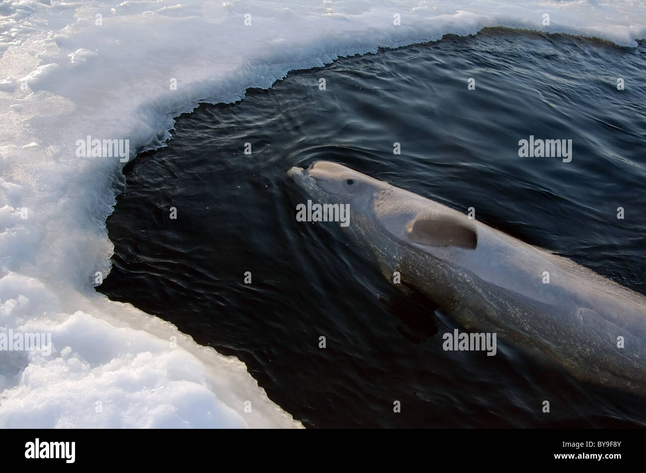 Beluga in ice-hole. White whale  (Delphinapterus leucas) White Sea, Russia Stock Photo