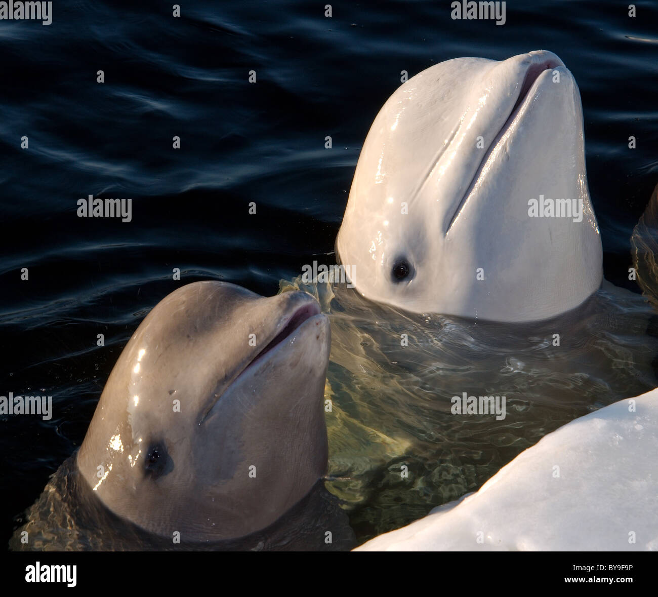 Two Belugas in ice-hole. White whale  (Delphinapterus leucas) White sea Stock Photo