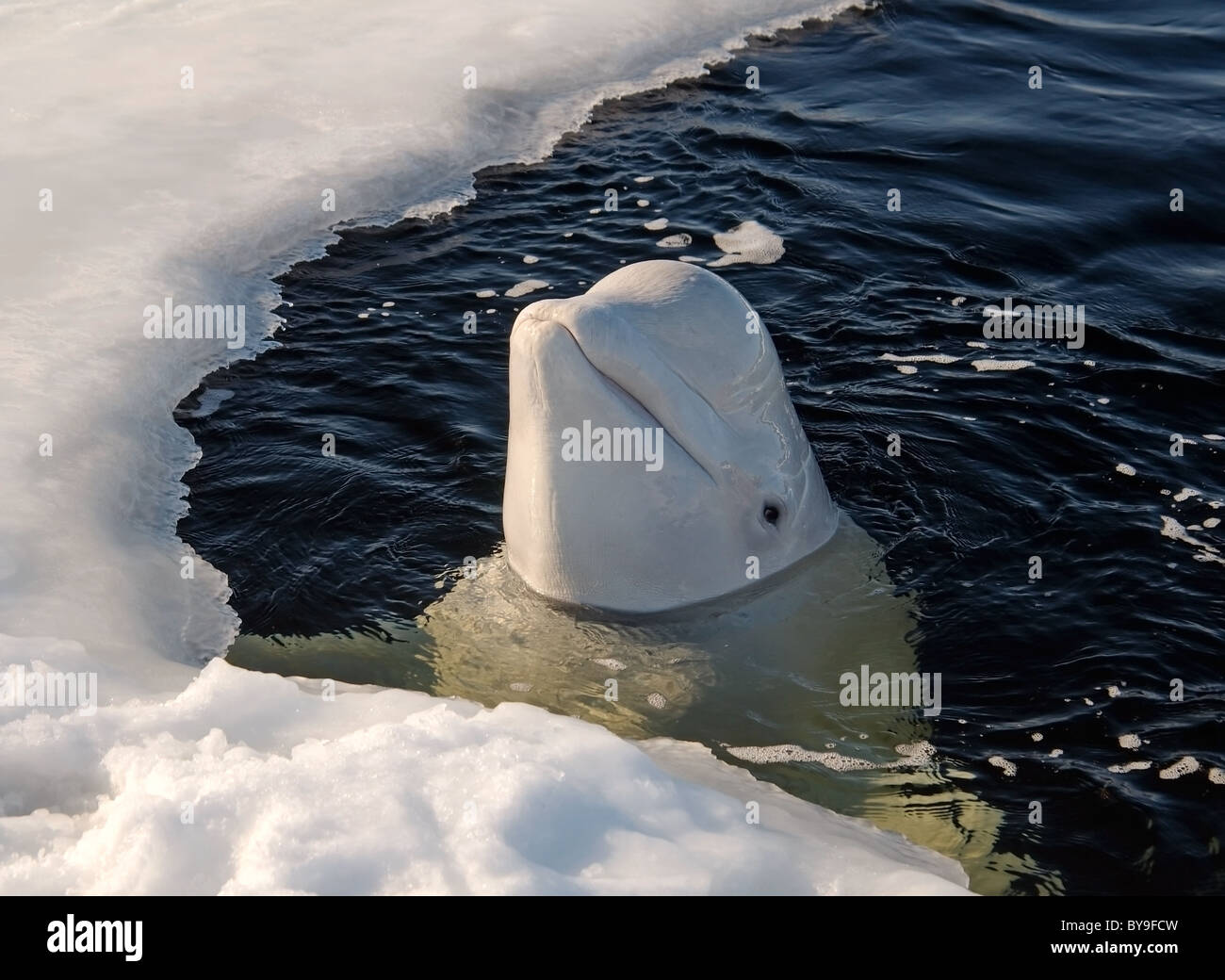 Beluga In Ice Hole White Whale Delphinapterus Leucas White Sea