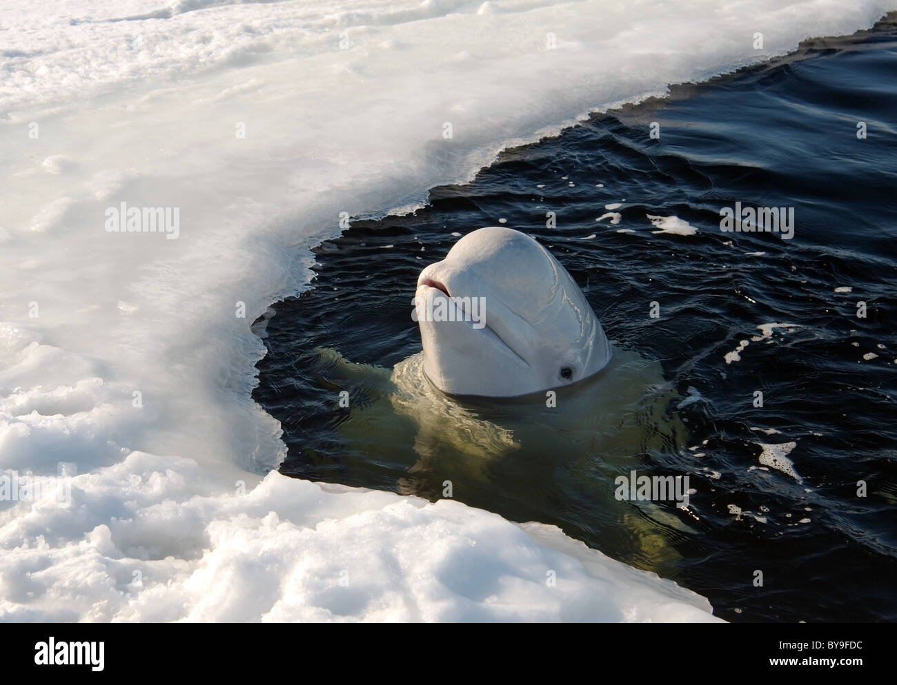 Beluga in ice-hole. White whale, Delphinapterus leucas Stock Photo