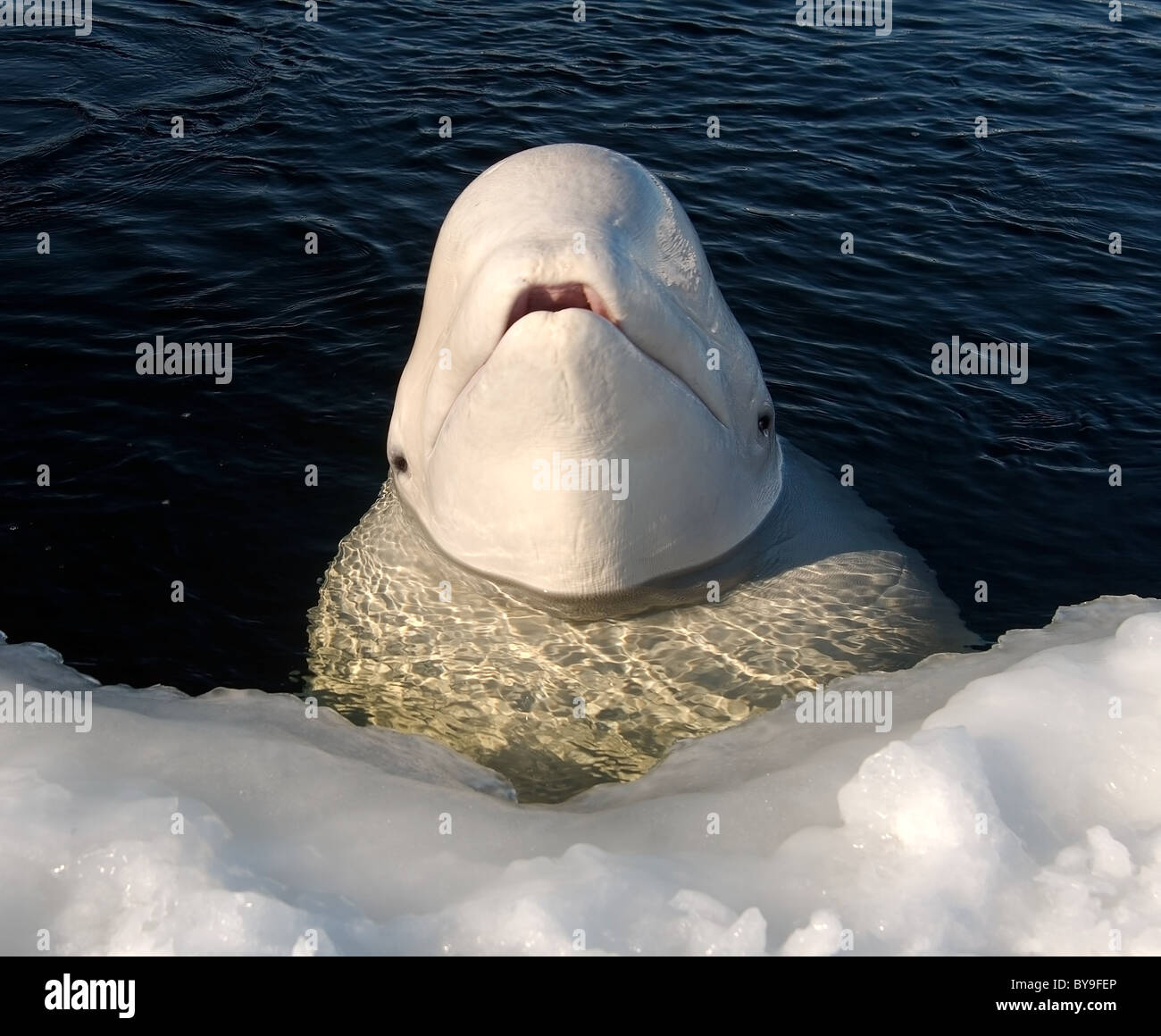 Beluga,  white whale - Delphinapterus leucas swim in ice-hole Stock Photo