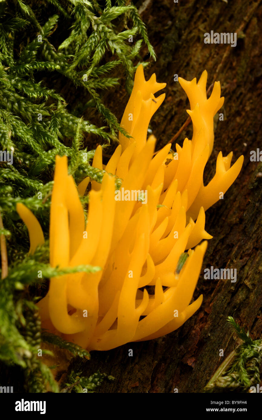 Staghorn fungus (Halichoerus grypus), autumn, North Yorkshire, UK Stock Photo