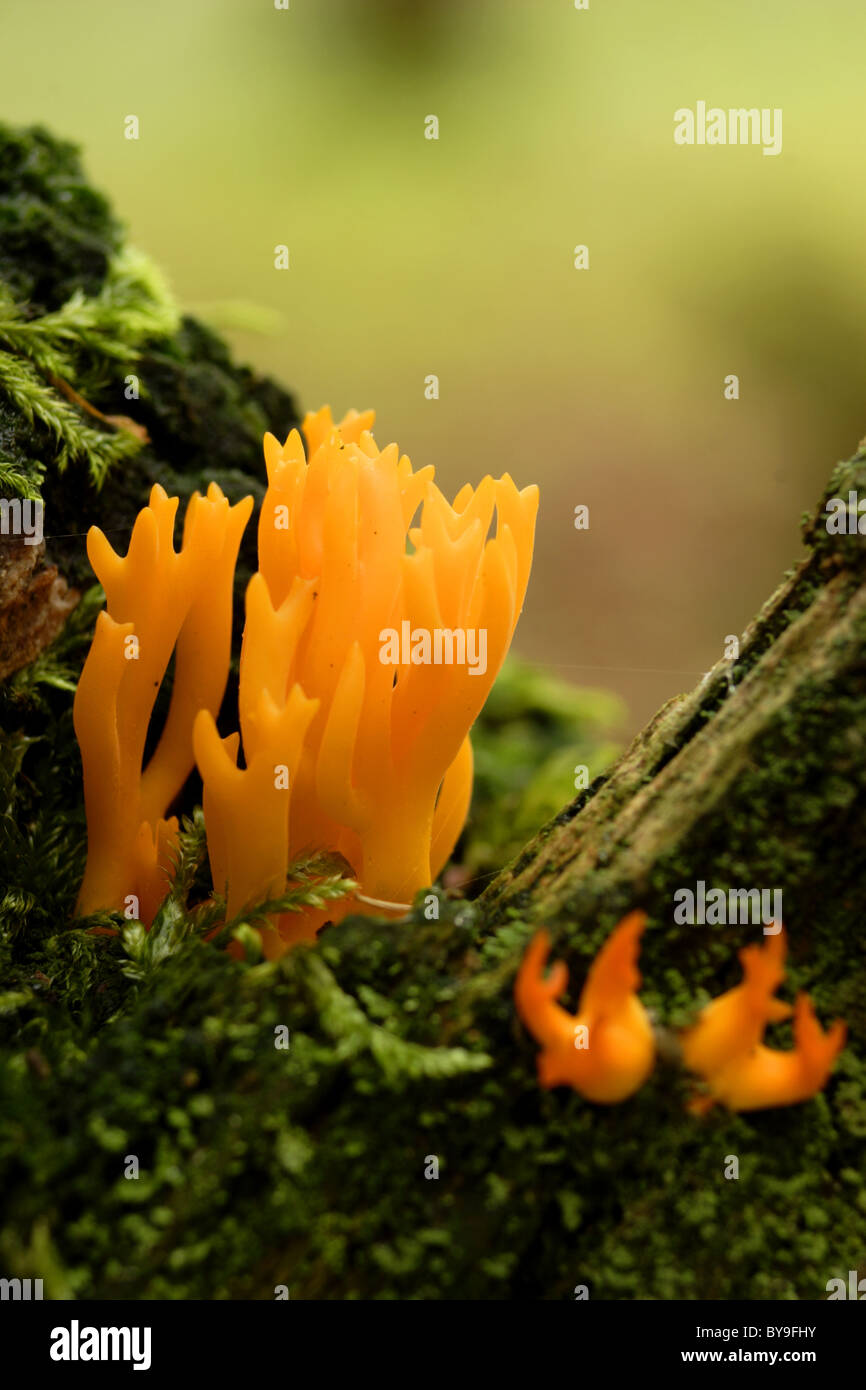 Staghorn fungus (Halichoerus grypus), autumn, North Yorkshire, UK Stock Photo