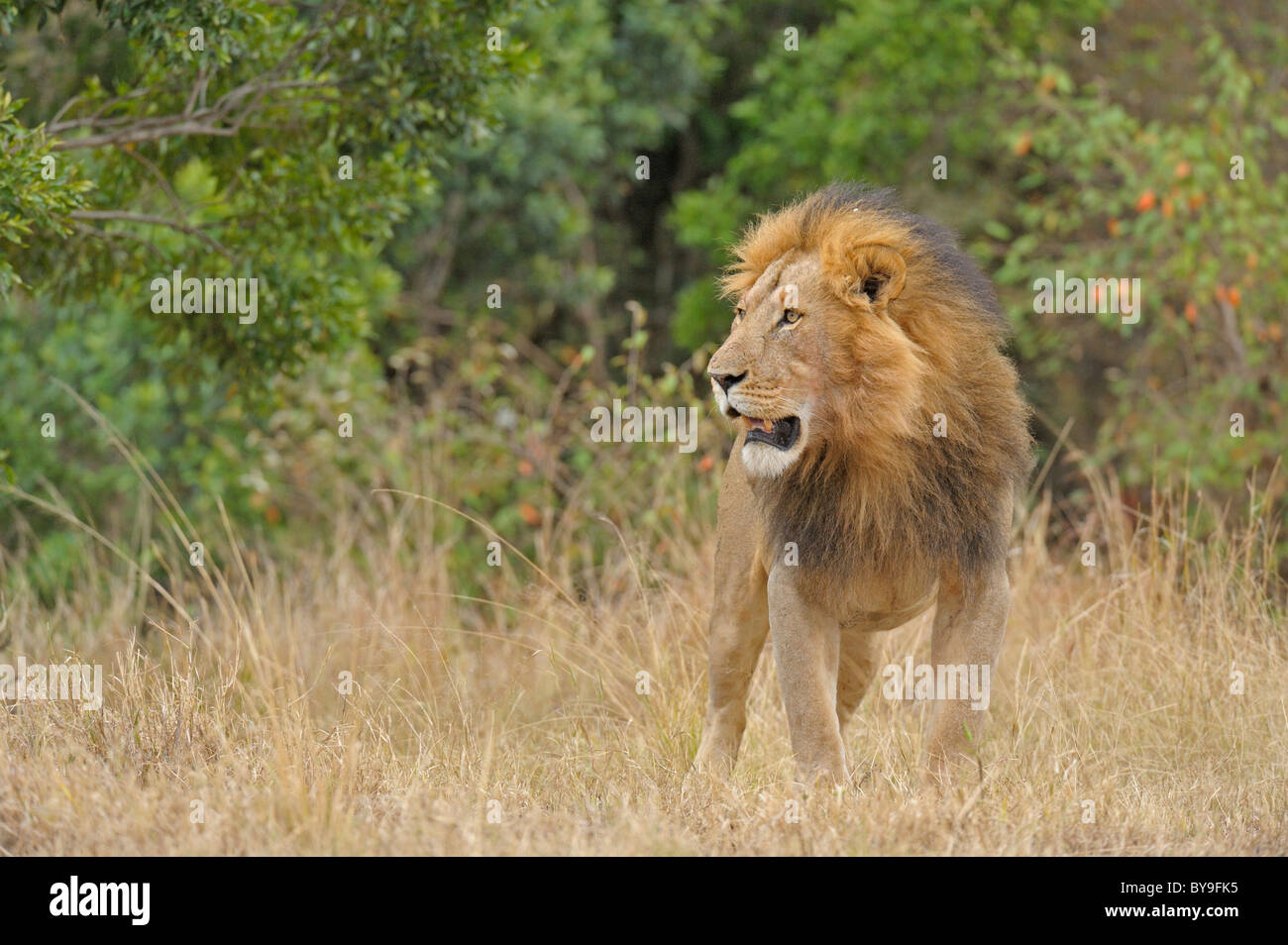 Male Lion (Panthera leo), Masai Mara, Kenya, Africa Stock Photo - Alamy