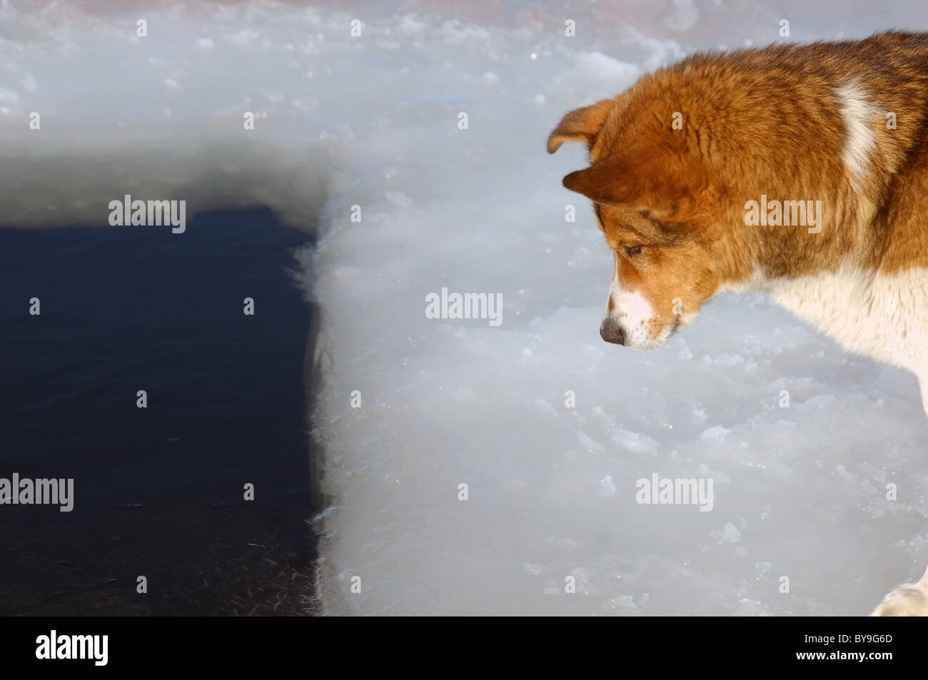 The dog looks into the ice hole Stock Photo
