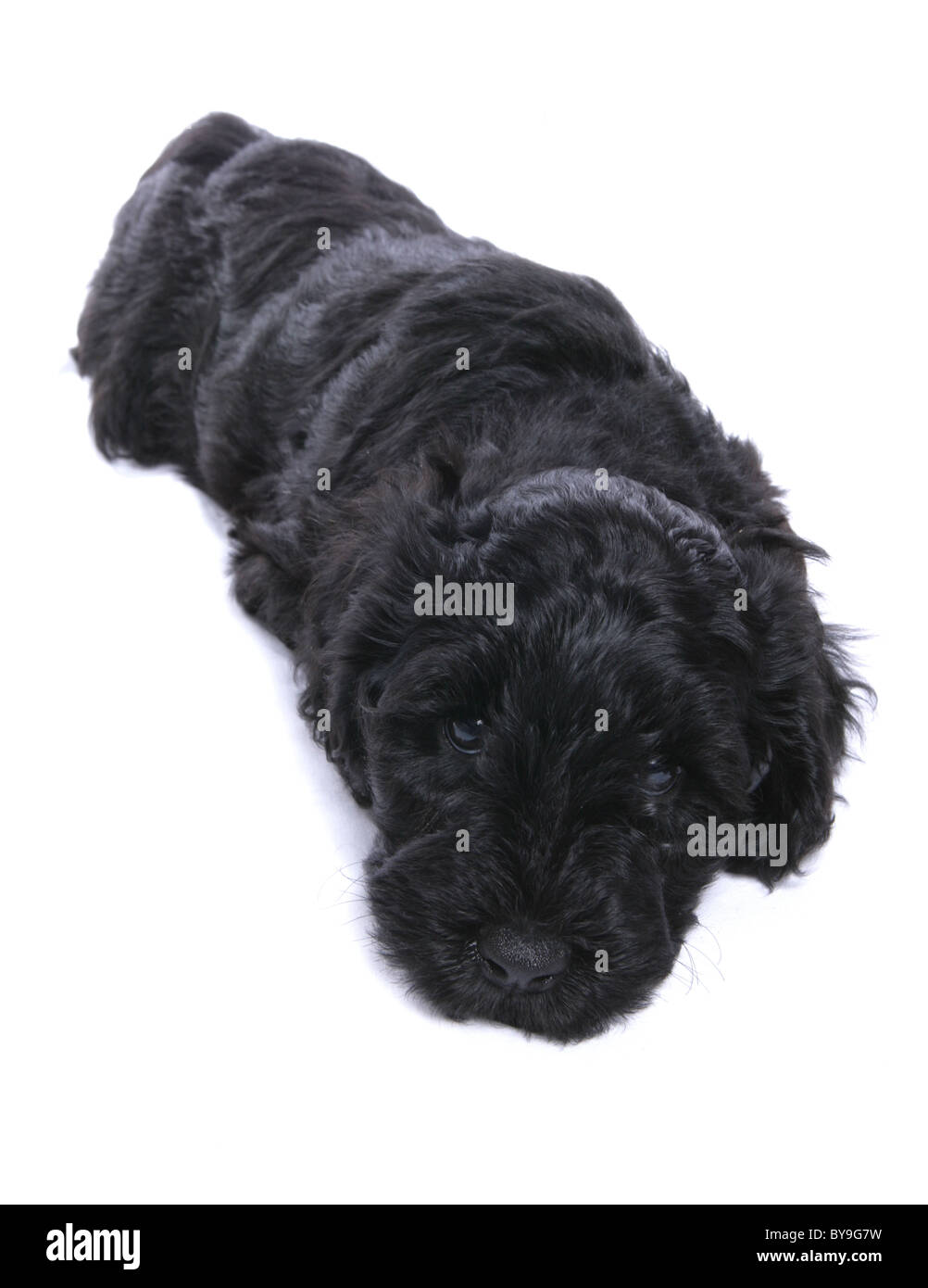portugese water dog puppy studio portrait Stock Photo
