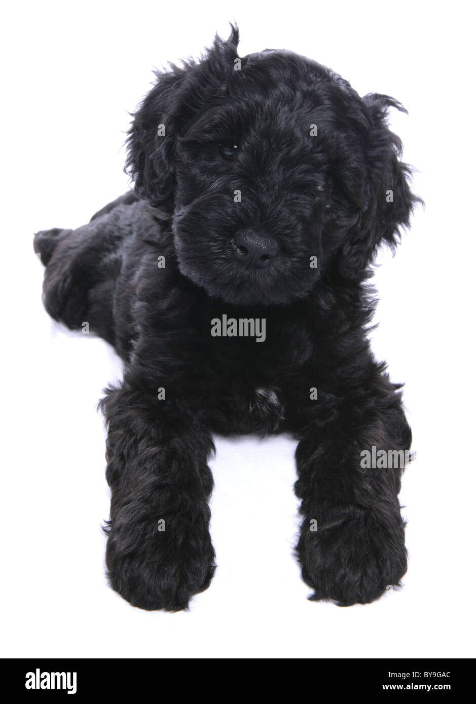 Portuguese water dog puppy studio portrait Stock Photo