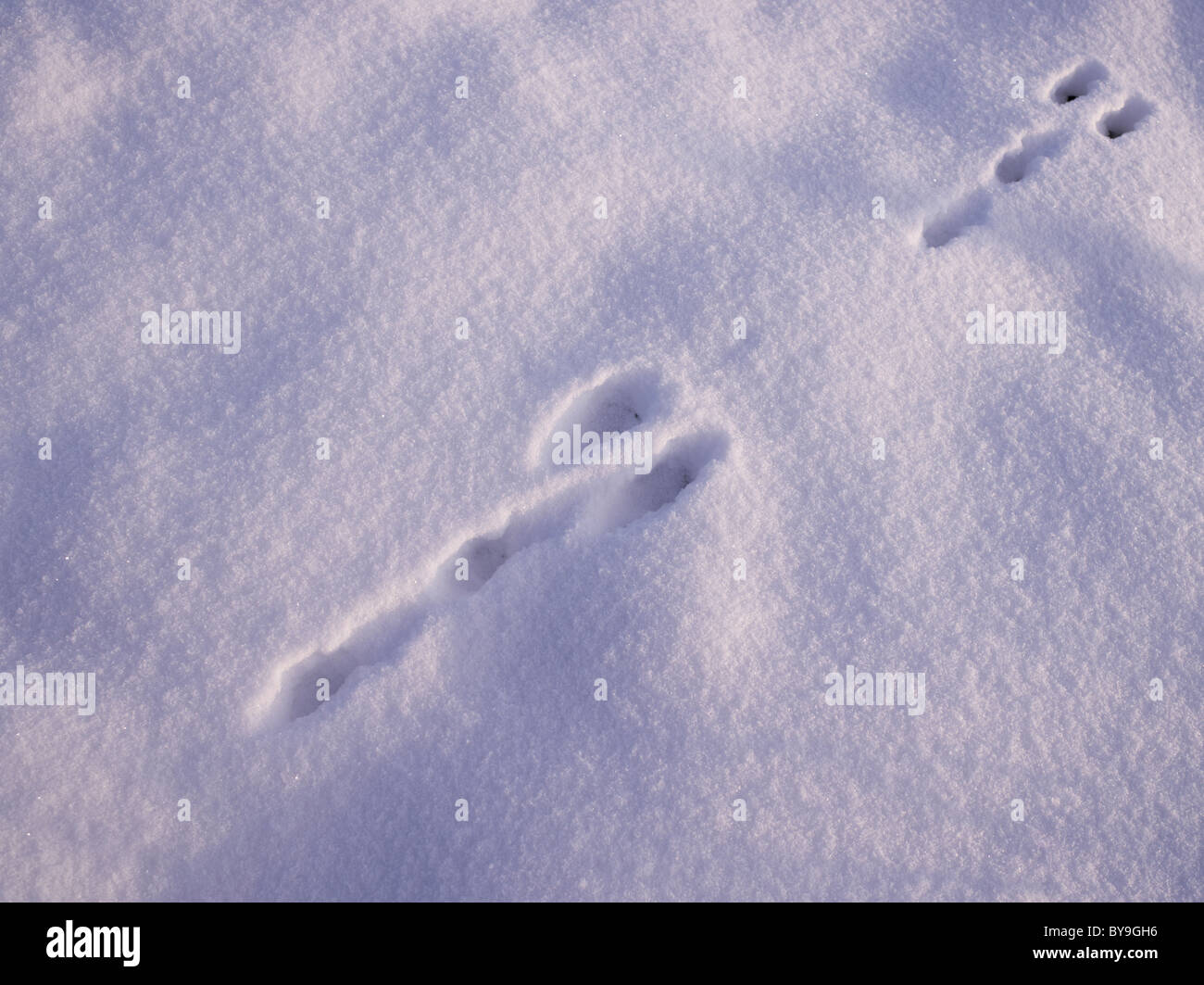 Hare tracks in the snow Stock Photo Alamy