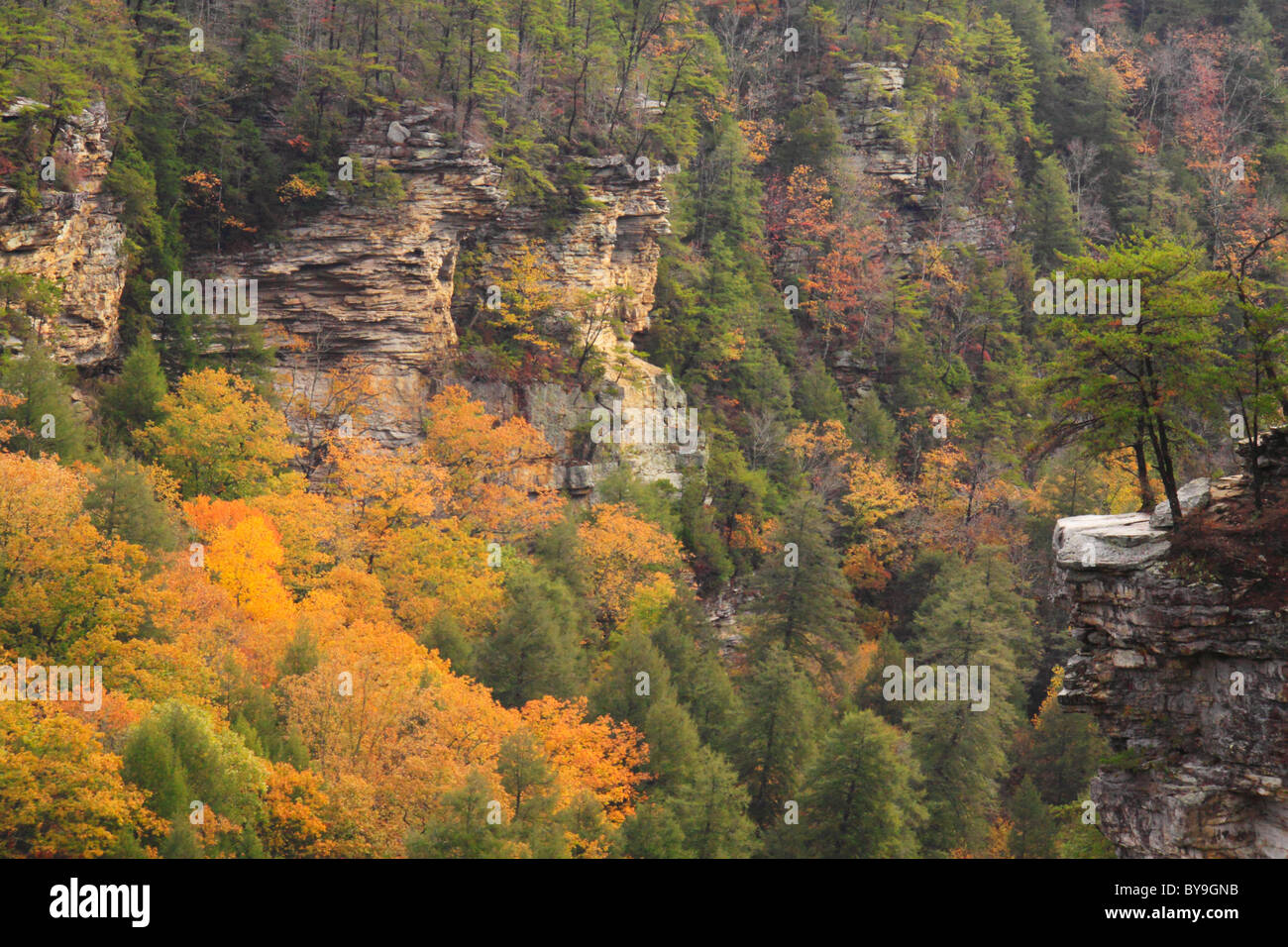 Cane Creek Canyon, Fall Creek Falls State Resort Park, Pikeville, Tennessee, USA Stock Photo