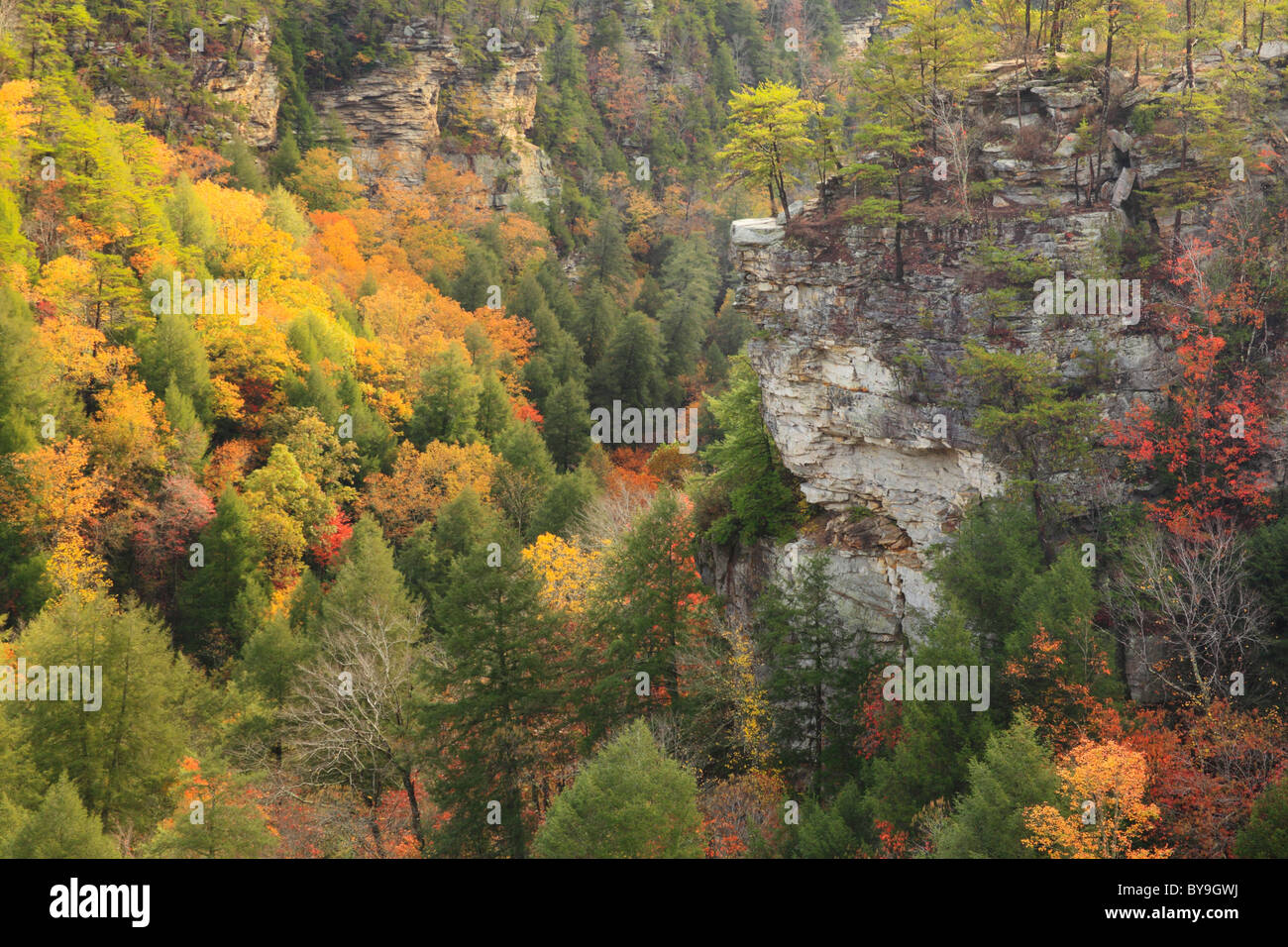 Cane Creek Canyon, Fall Creek Falls State Resort Park, Pikeville, Tennessee, USA Stock Photo