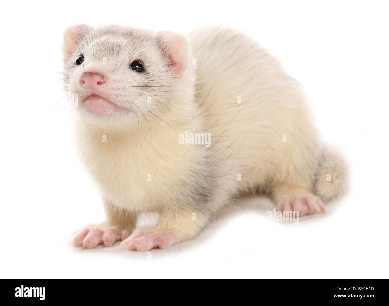 White ferret hi-res stock photography and images - Alamy