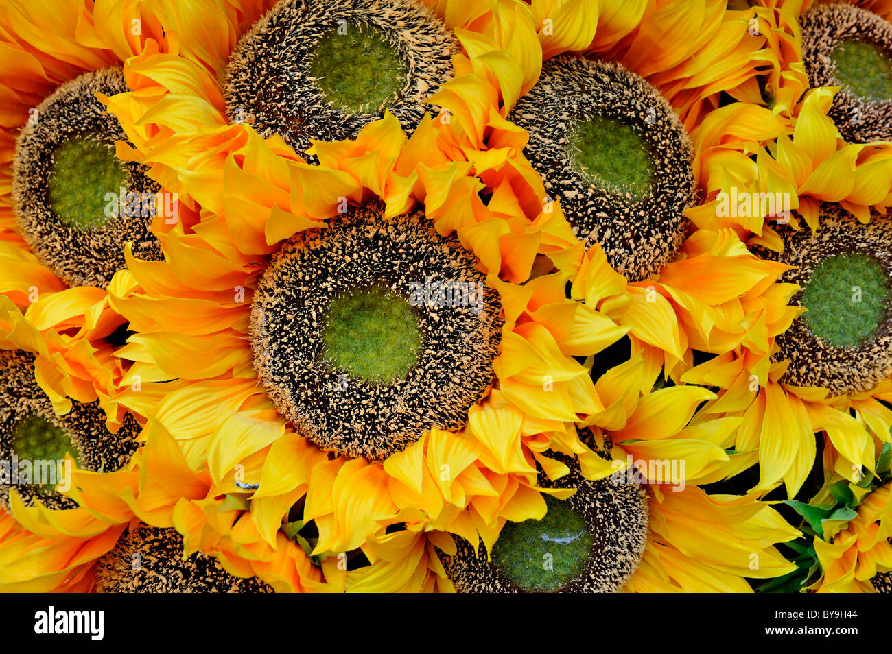 a large bunch of bright yellow sunflower heads drying out in Cortona in Tuscany , Italy Stock Photo