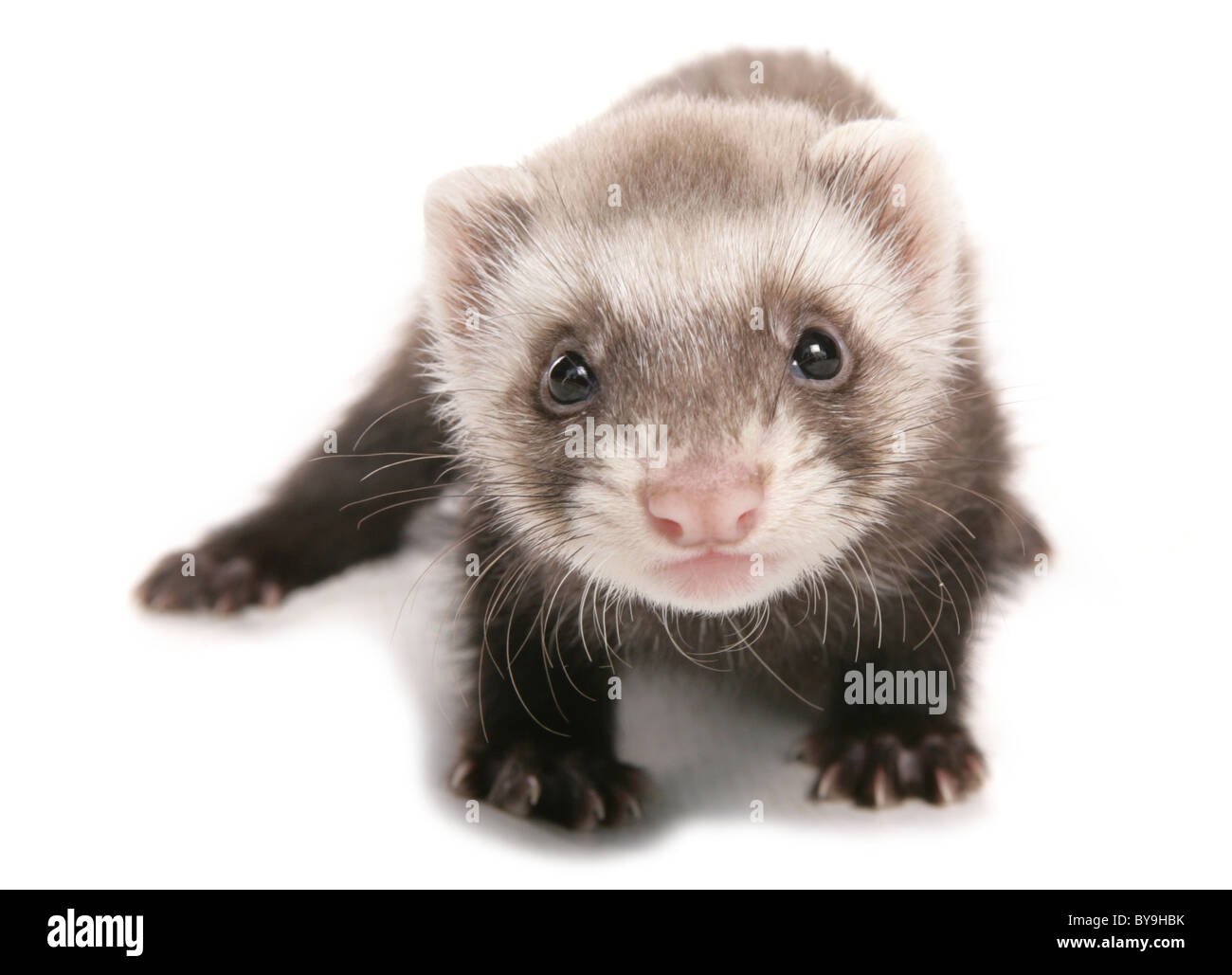 polecat ferret studio portrait Stock Photo