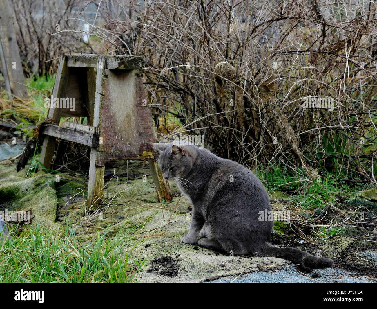 A grey cat in an allotment waiting for mice. Stock Photo