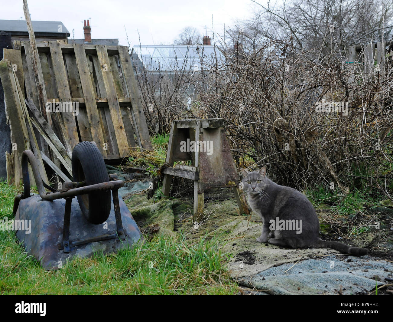 A cat on an allotment looking for mice. Stock Photo