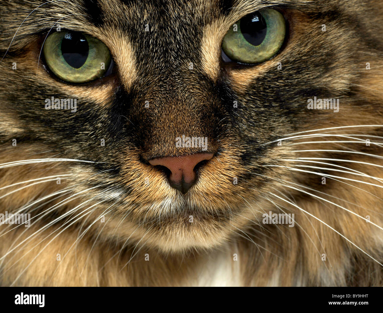 A close-up of the face of a maine coon tabby cat. Stock Photo