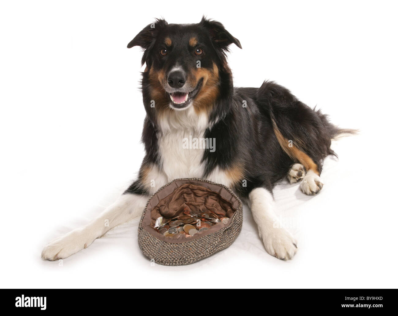 border collie dog busking studio portrait Stock Photo