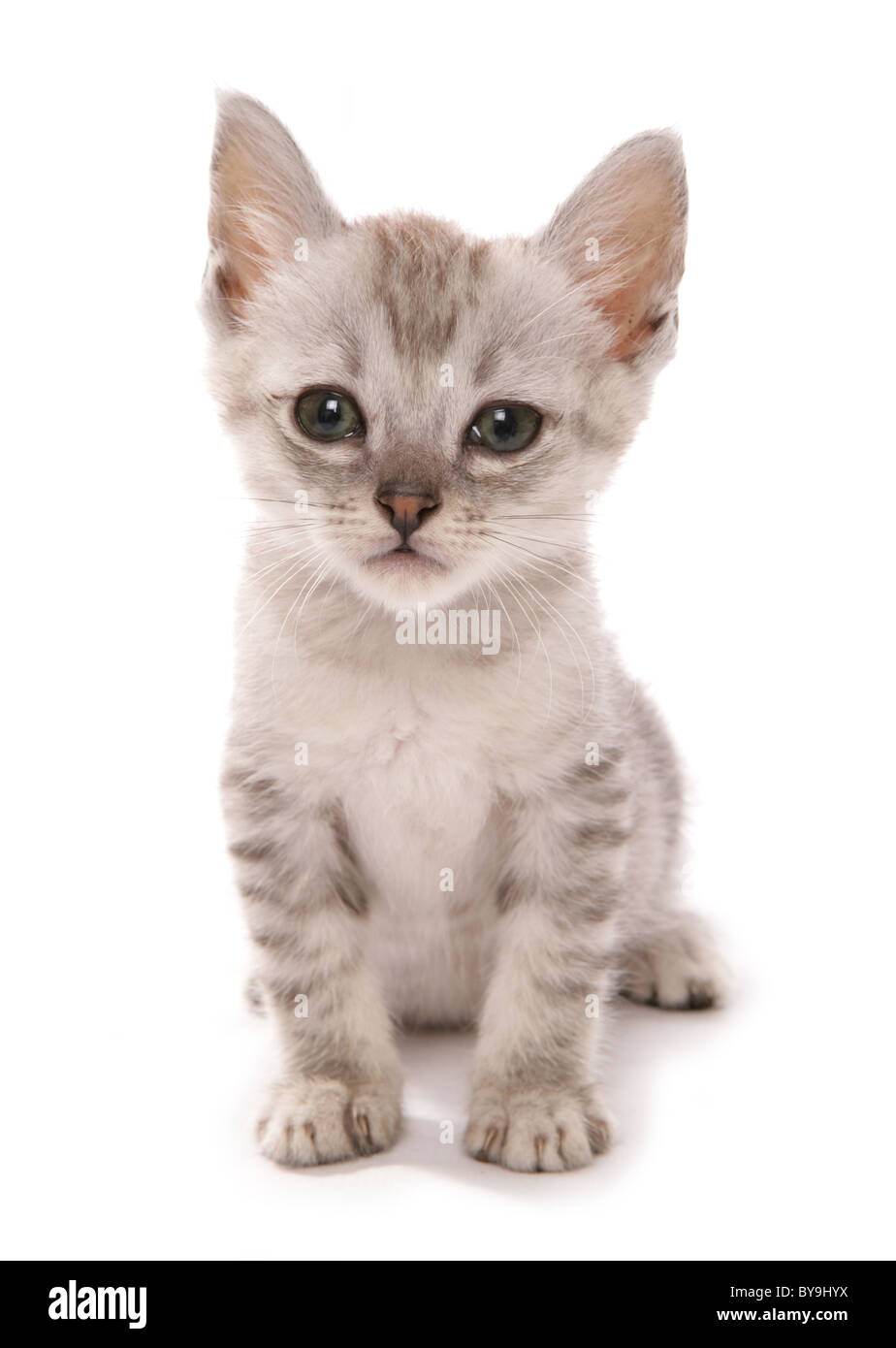somali kitten portrait studio cutout Stock Photo - Alamy