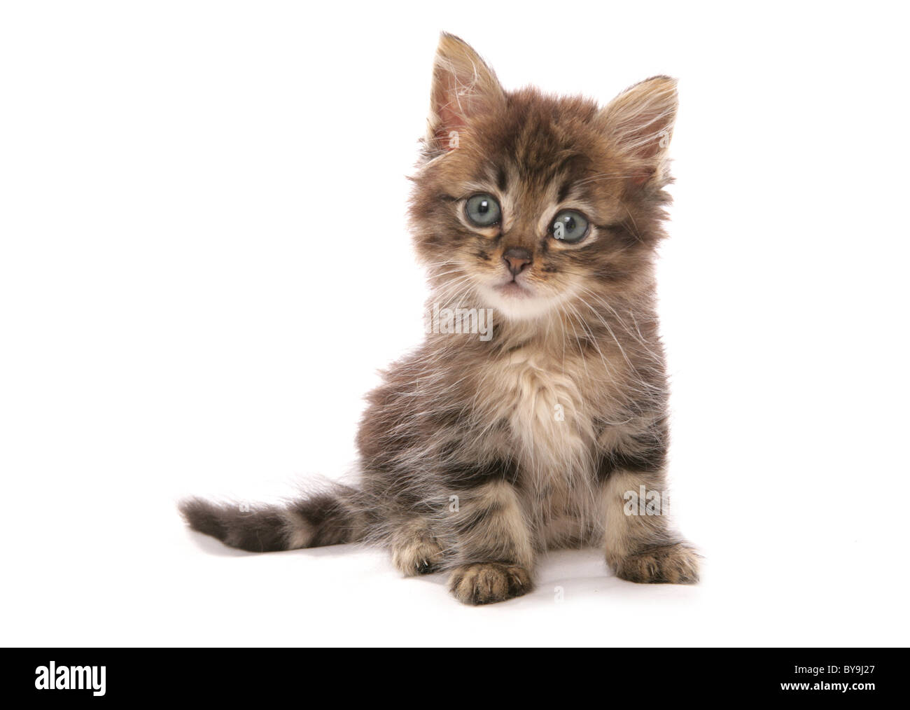 Chinese kitten sale