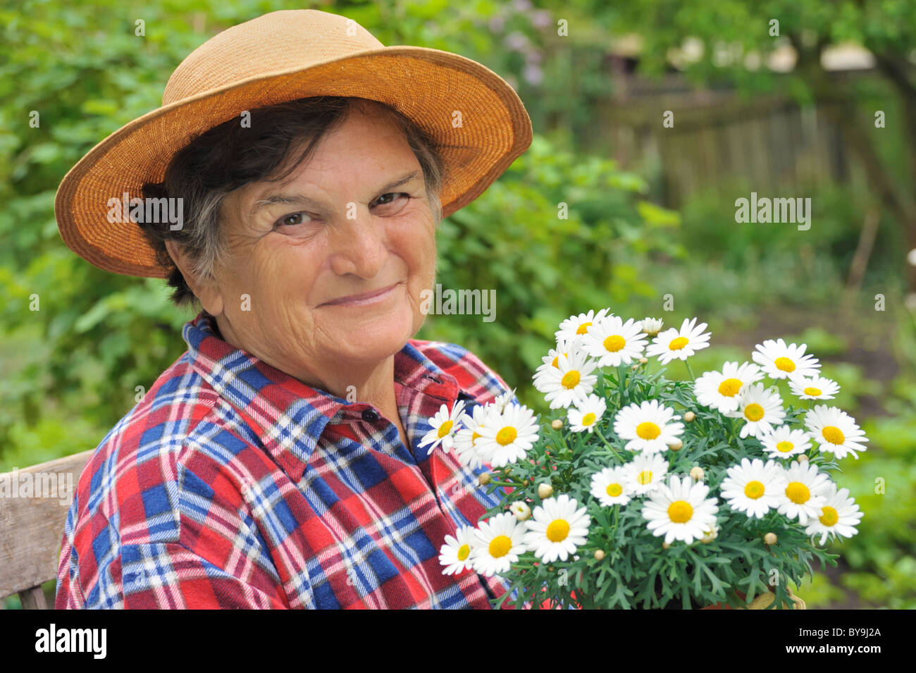 Senior woman gardening - potting flowers - Begonia Stock Photo