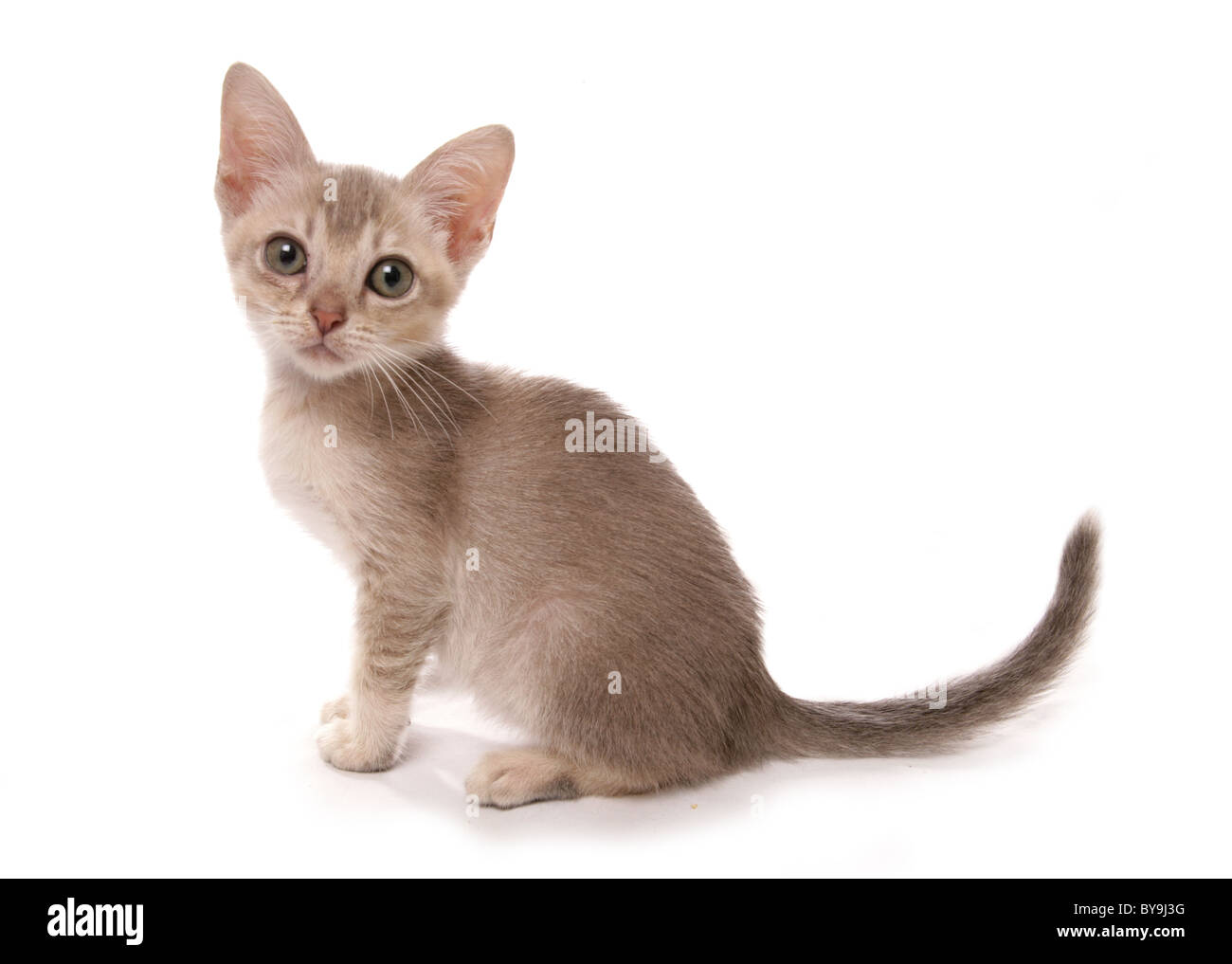 somali kitten portrait studio cutout Stock Photo - Alamy
