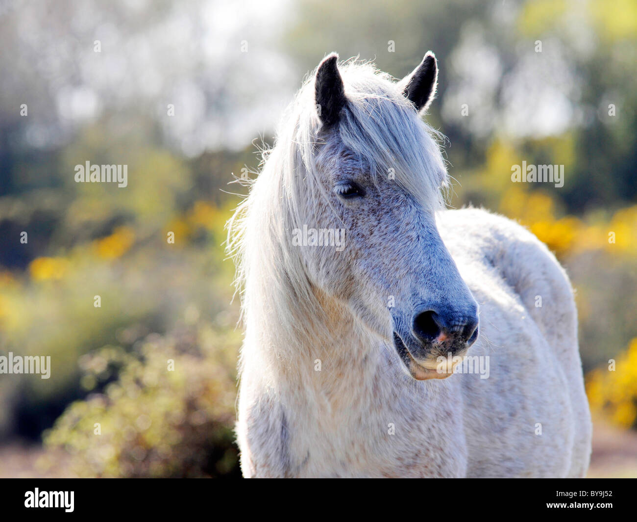 A New Forest pony photographed in the New Forest, Hampshire. Stock Photo