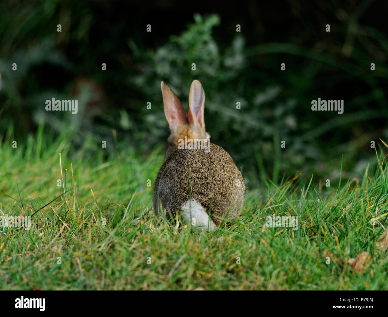 A cute baby rabbit showing his white bunny tail. Stock Photo