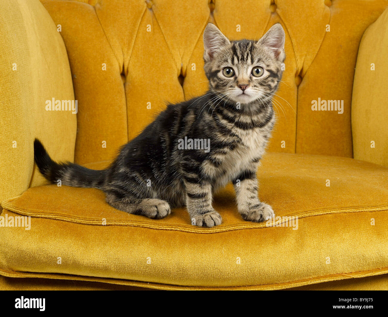 A small tabby kitten sitting on a posh chair. Stock Photo