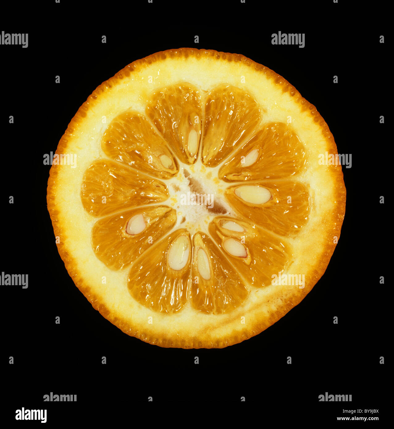 Section of fruit of bitter, sour or Seville orange (Citrus aurantium) a citrus rootstock Stock Photo