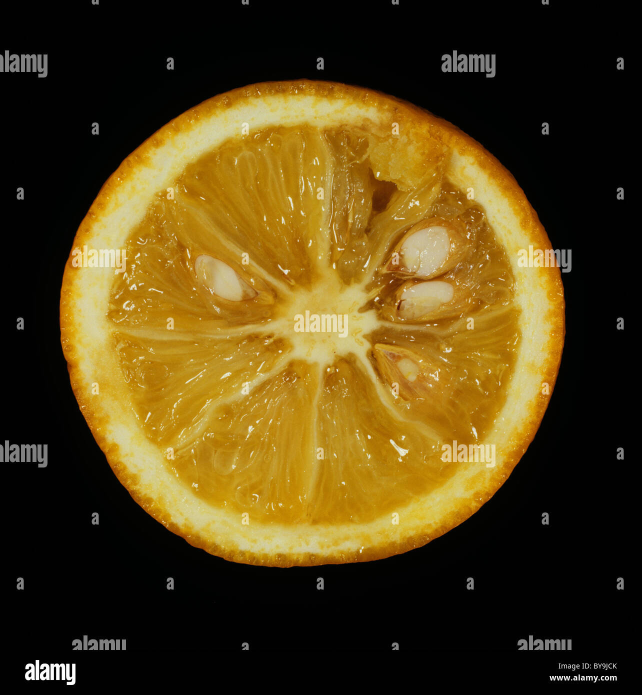 Section of fruit of citrus rootstock Troyer Citrange hybrid Stock Photo