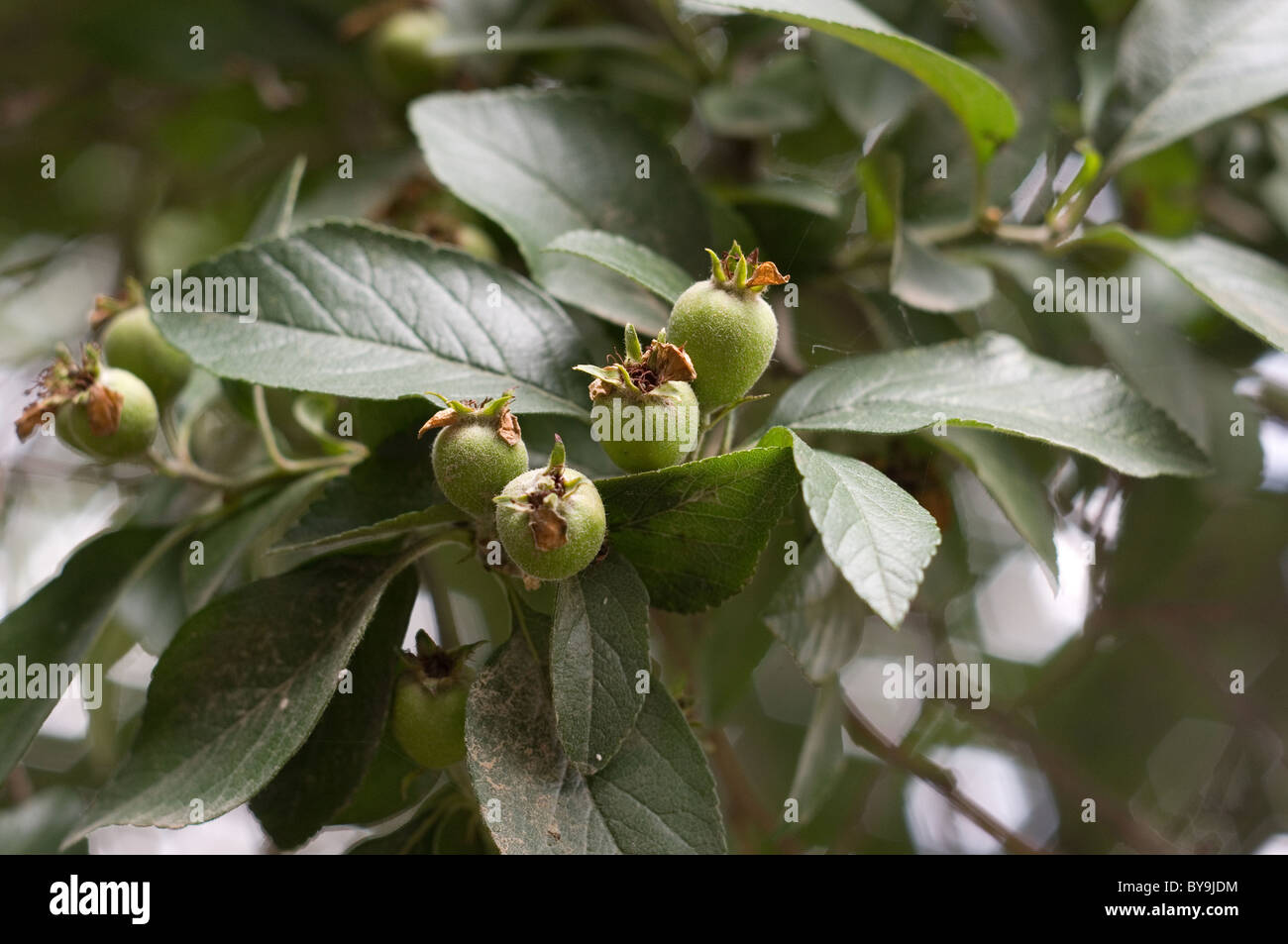 Photo of a loquat tree (Eriobotrya japonica) with immature fruit Stock Photo
