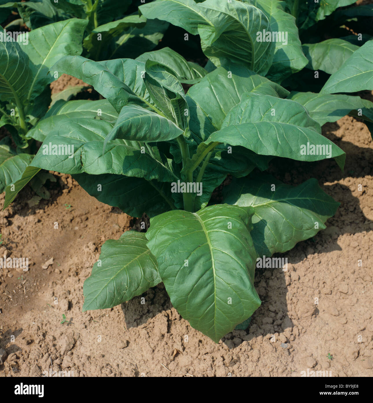 Immature tobacco plant before flowering, Mosel, Germany Stock Photo