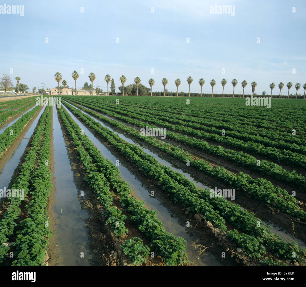 Crop of irrigated parsley, California, USA, October Stock Photo