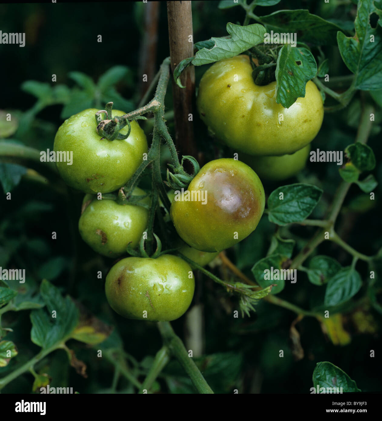 Tomato late blight (Phytophthora infestans) damage to unripe glasshouse tomatoes Stock Photo