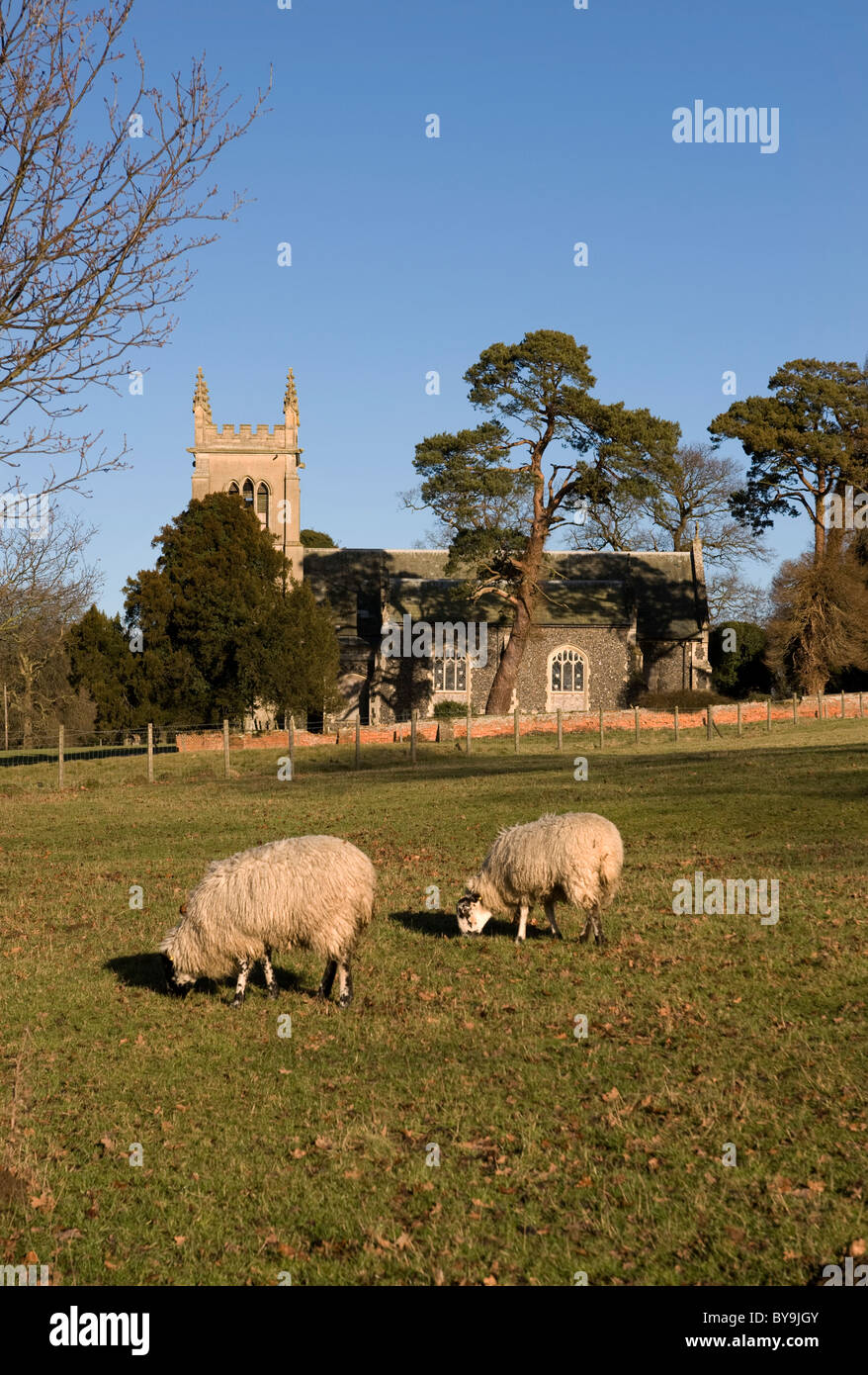 sheep grazing in front of st mary's church ickworth suffolk uk Stock Photo