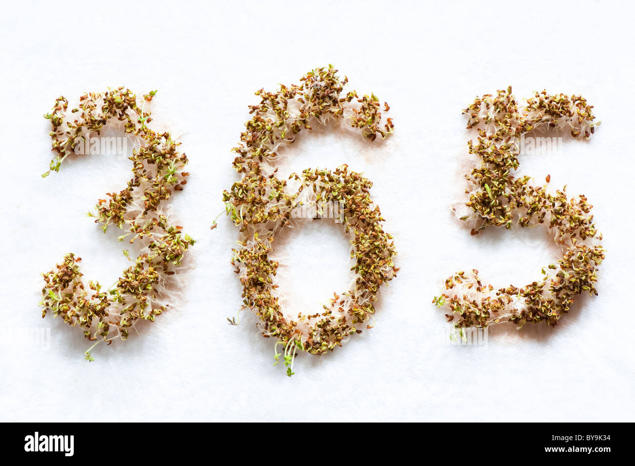 Curled Cress, Lepidium sativum, growing in the shapes of the numbers 3 6 and 5 Stock Photo