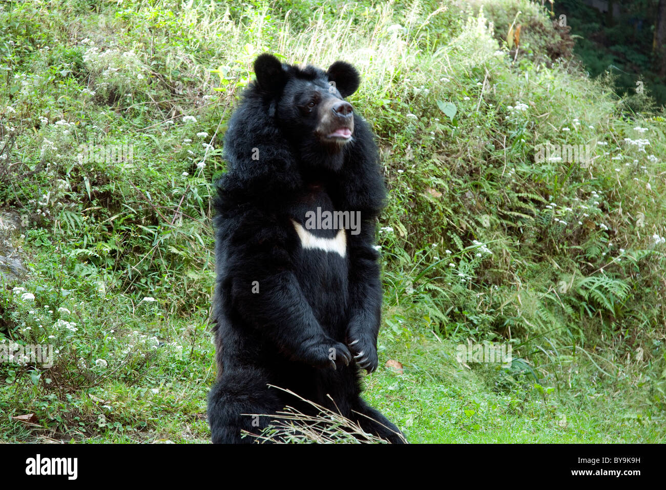 An Asian black bear in its Darjeeling zoo enclosure appears to be begging for food from onlookers Stock Photo