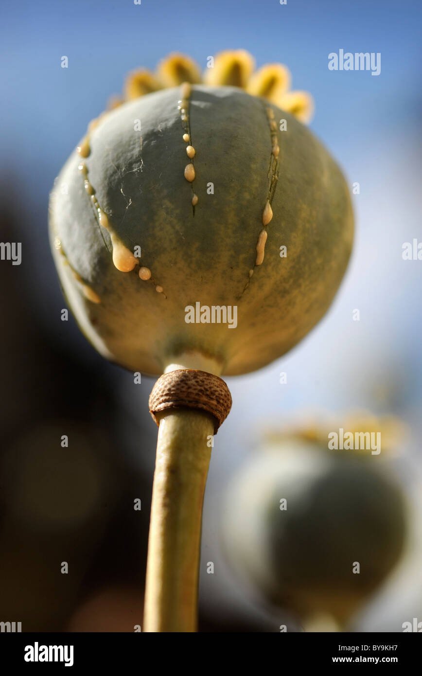 Opium poppy seed pods hi-res stock photography and images - Alamy