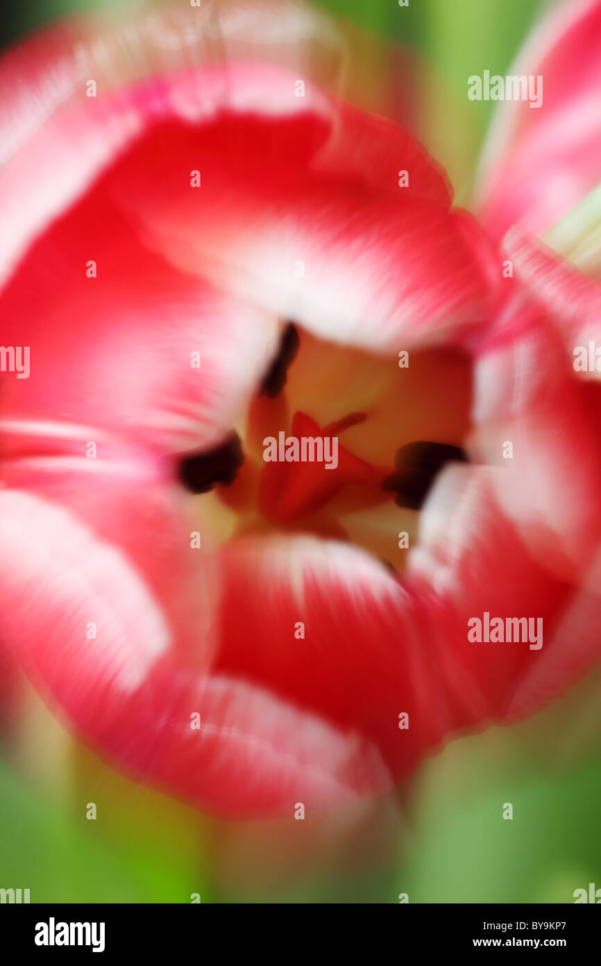 Abstract zoomed image of a red tulip Stock Photo