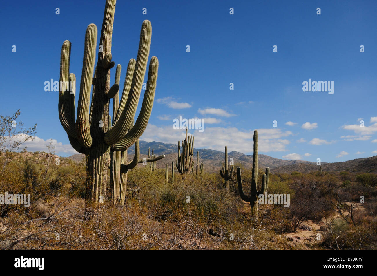 Saguaro and other cactus grow in the foothills of the Rincon Mountains