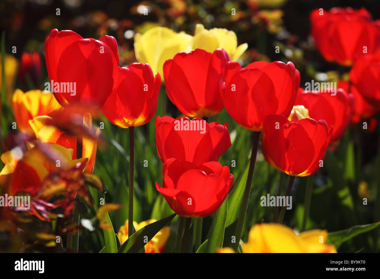 Close up of a mixed spring garden border of red and yellow Tulips, UK Stock Photo