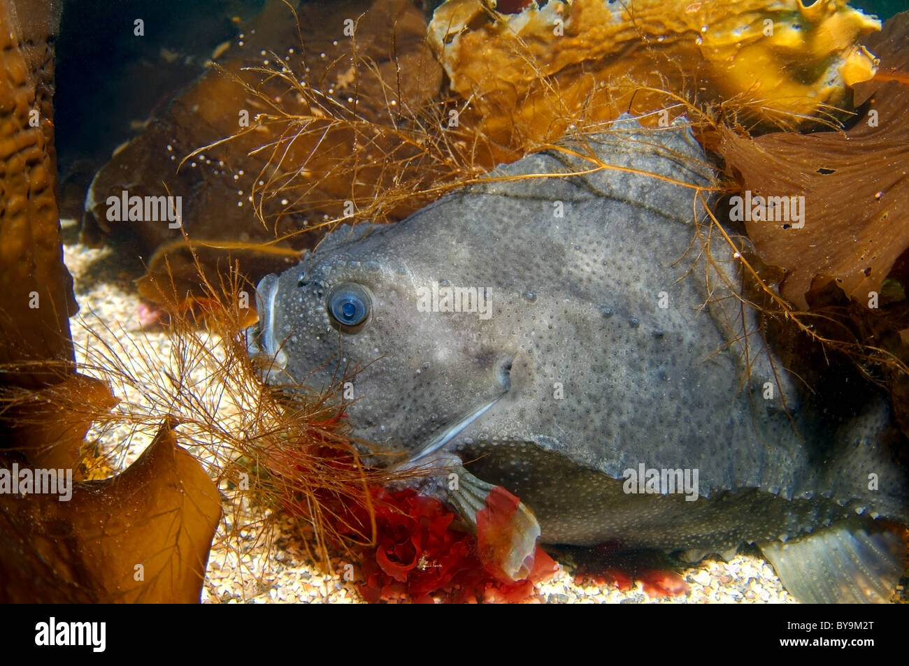 lumpsucker or lumpfish (Cyclopterus lumpus) Stock Photo