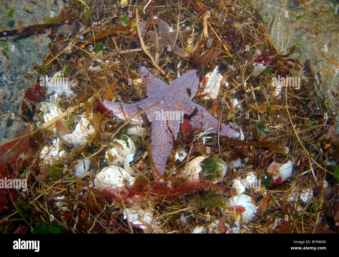 Red starfish (Asterias rubens) eat the eggs of sea birds that have fallen into the water Stock Photo