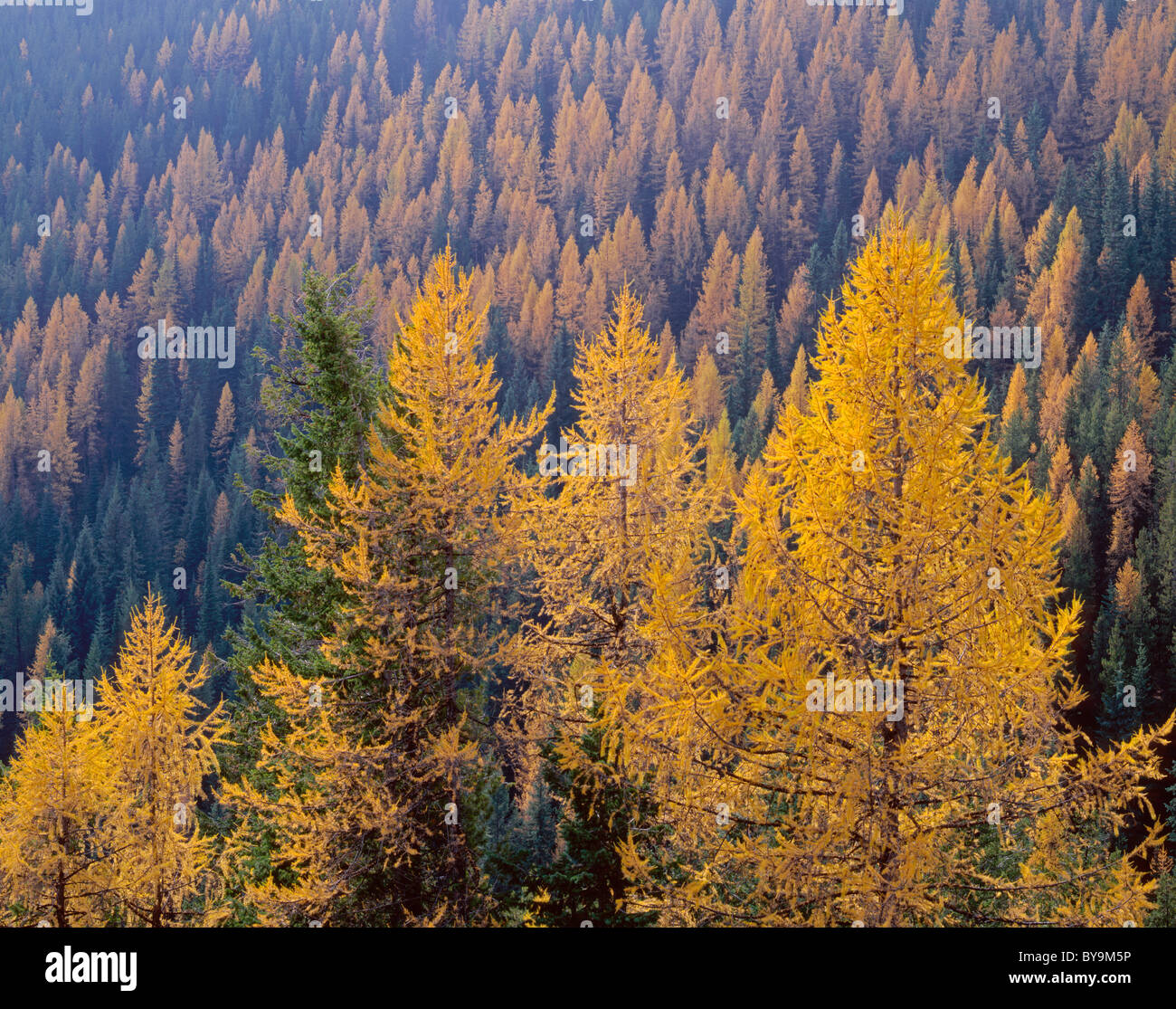 Western larch (Larix occidentalis) displays fall colors, near Sherman